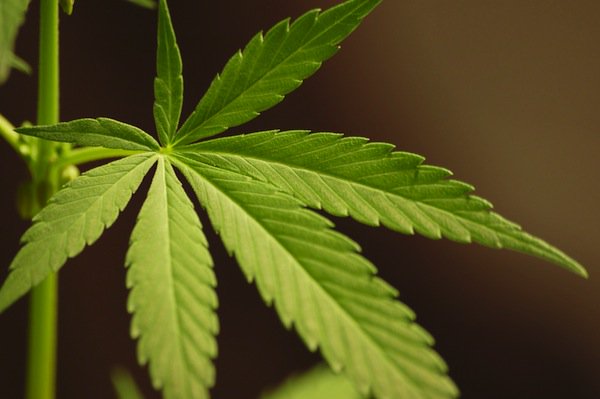 medical marijuana legislation